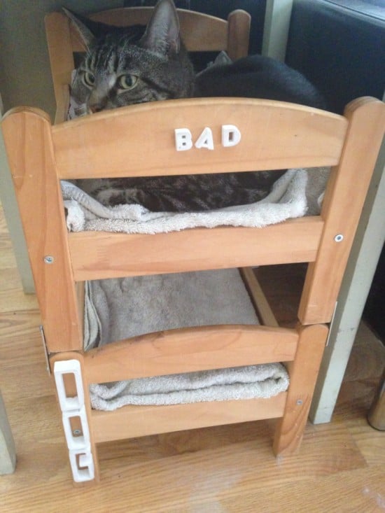 duktig pet bed2